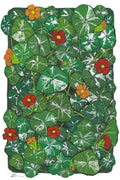 Nasturtium 4” x 6” Art Print