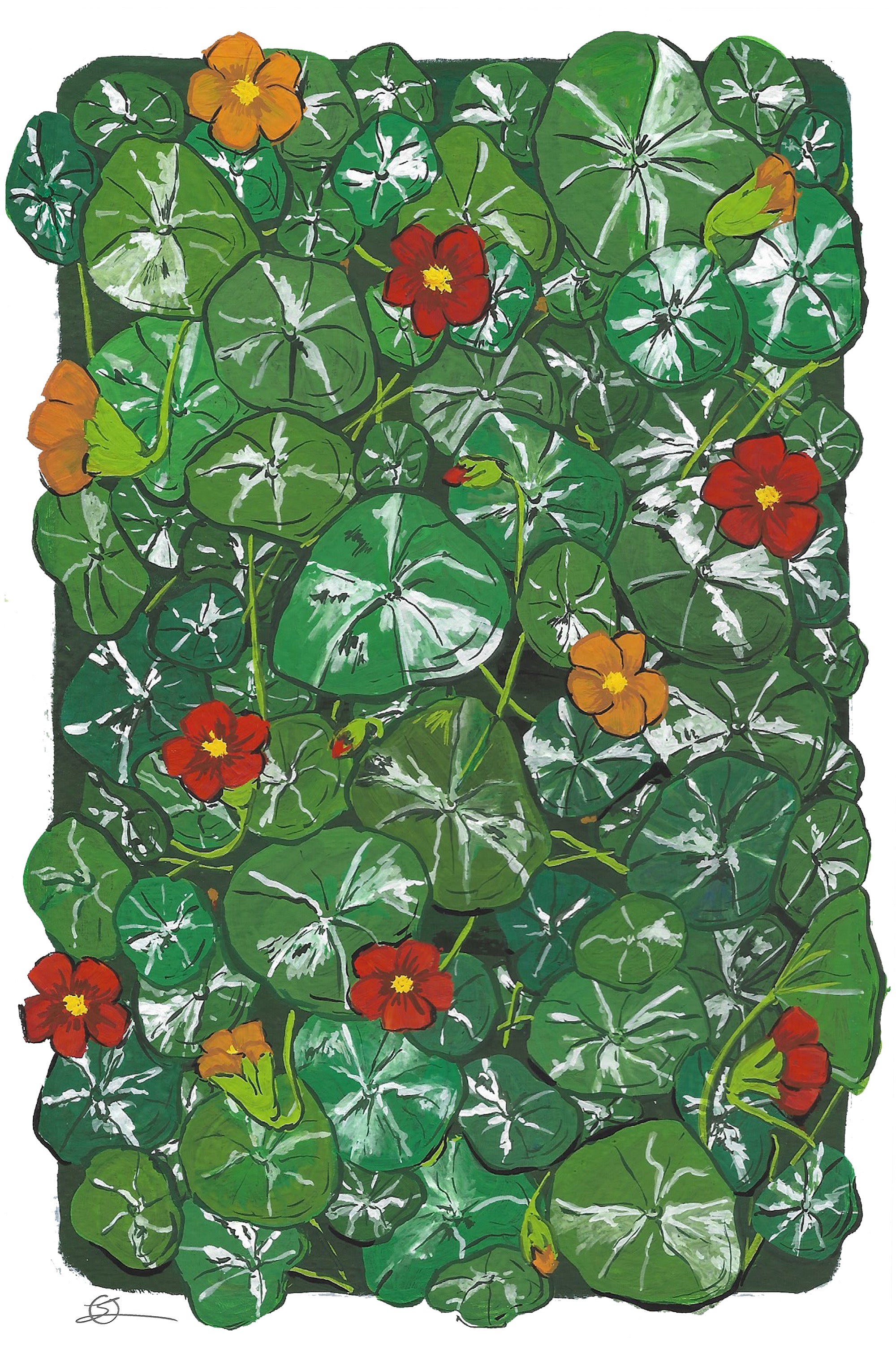 Nasturtium 4” x 6” Art Print