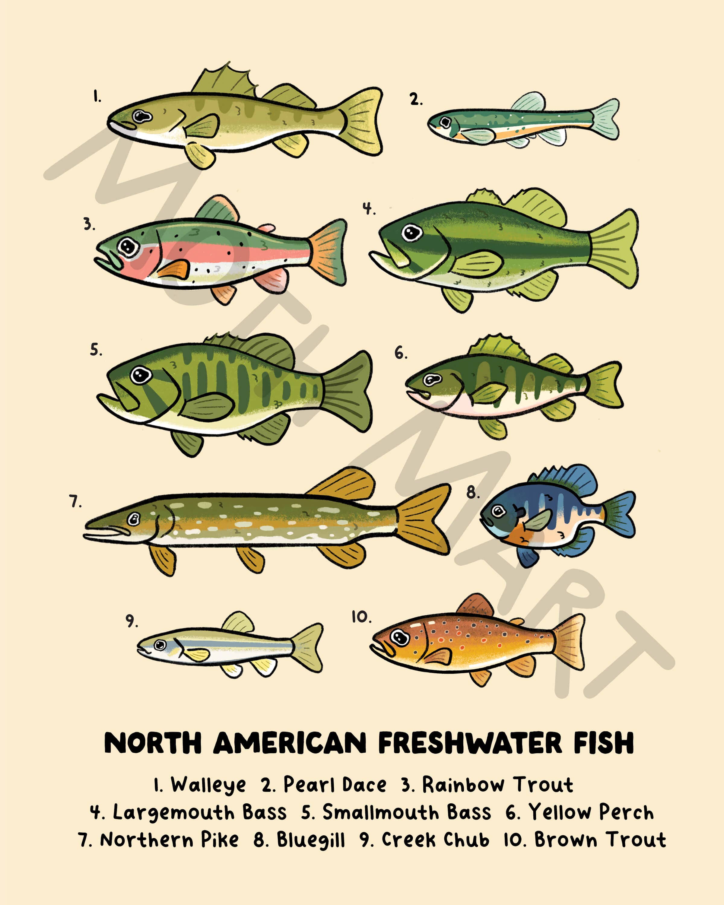 Freshwater Fish Art Print