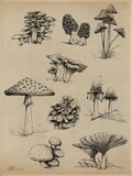 Mushrooms 8” x 10” Art Print