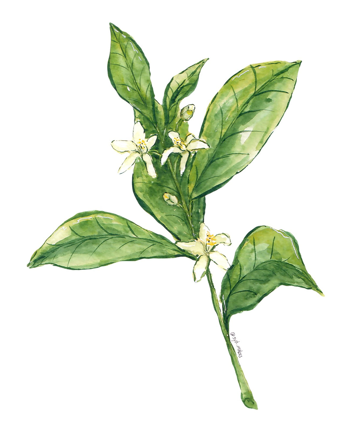Citrus Flower Vinyl Sticker