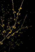 Plum Blossom 4” x 6” Art Print