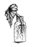 Begonia Vinyl Sticker